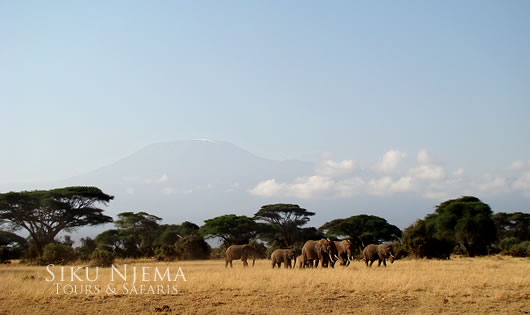 Elephant Herd with Mount Kilimanjaro in the background